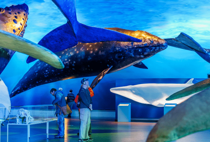 Museo de ballenas en Reykjavik
