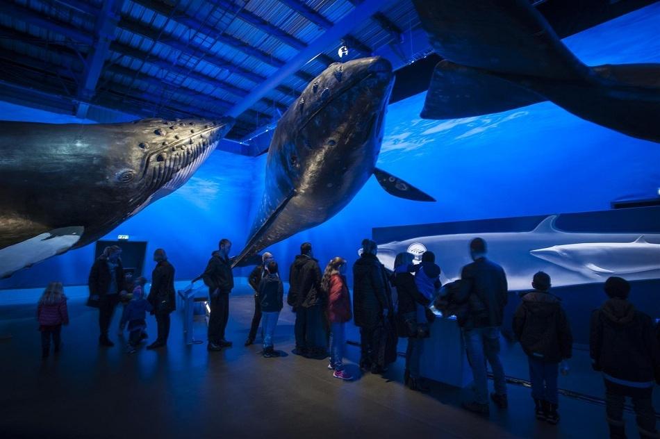 Museo de ballenas en Reykjavík