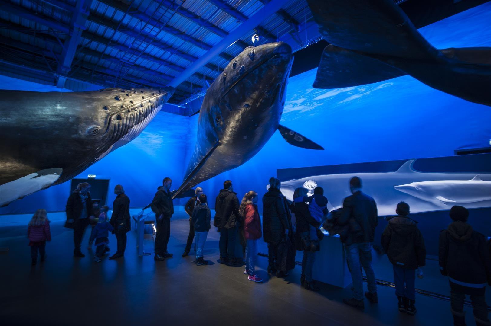 Museo de ballenas en Reykjavík, Islandia