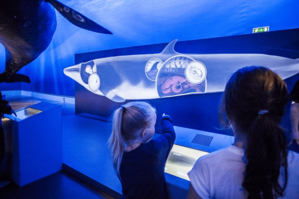 Museo de ballenas en la capital Reykjavik
