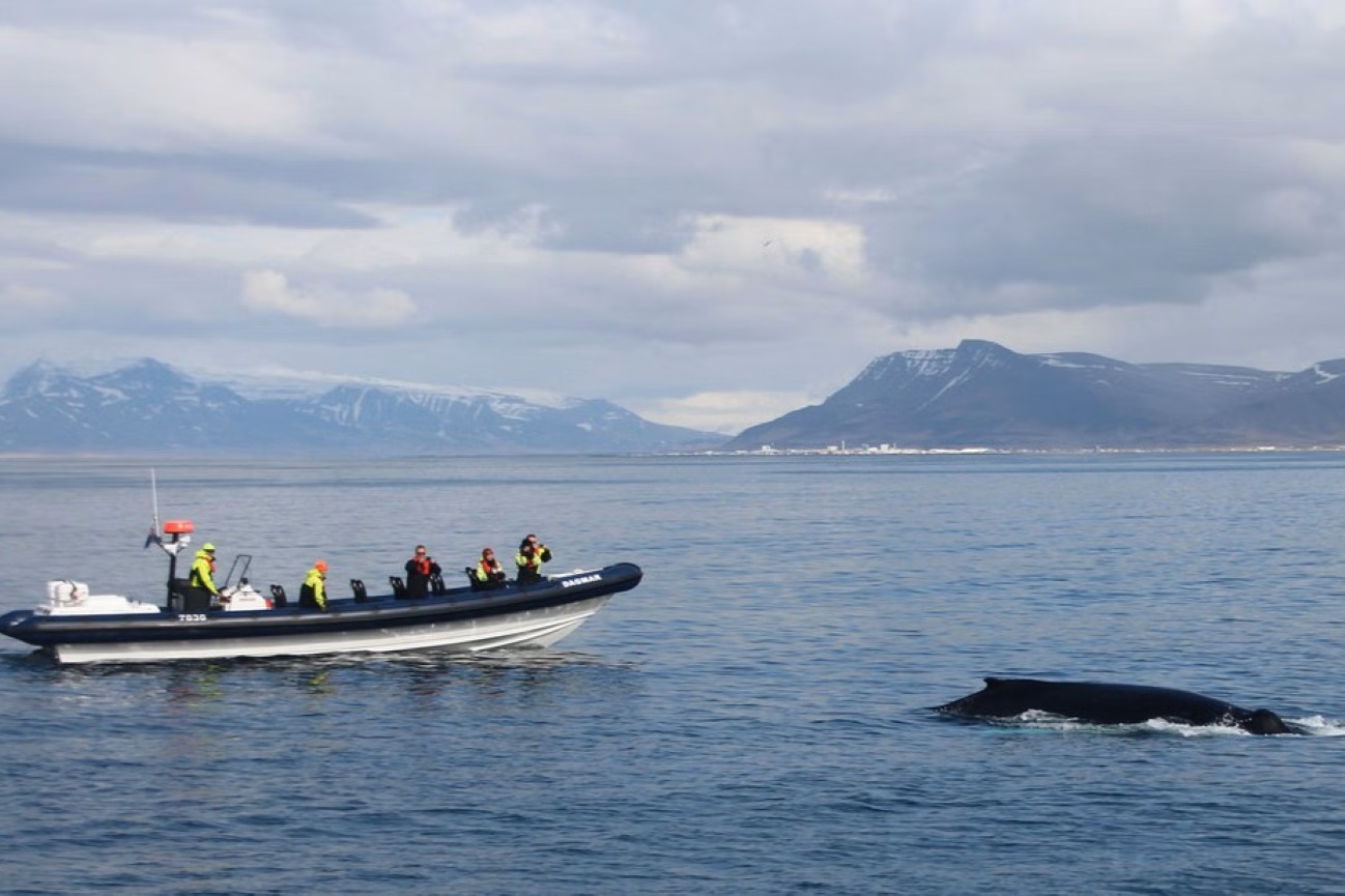 ver-ballenas-en-zodiac-reykjavik