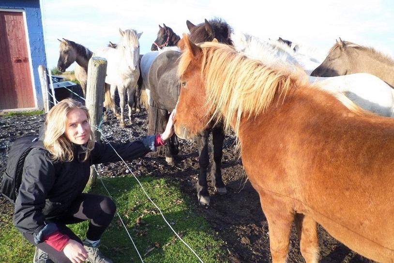 caballos montar islandia