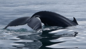 Excursión de avistamiento de ballenas