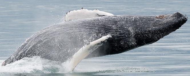 avistamiento-ballenas-grimsey-islandia avistamiento ballenas grimsey islandia