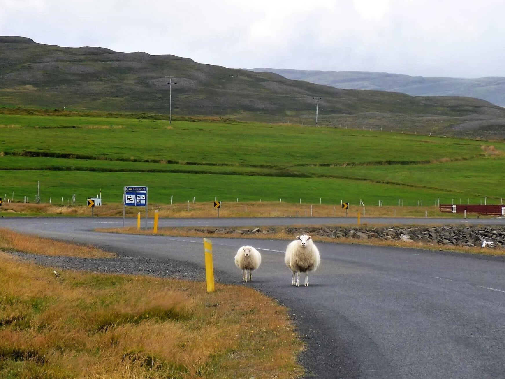Ovejas en carretera de Islandia