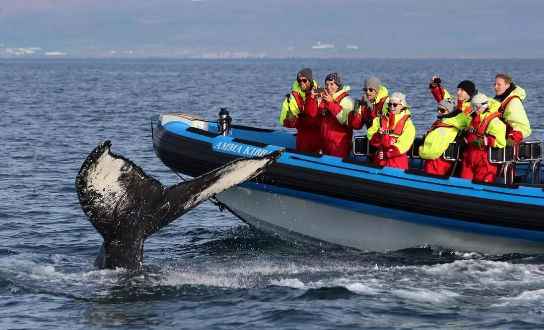 Ballenas en lancha rápida Avistamiento de ballenas en Husavik Islandia desde lancha rápida