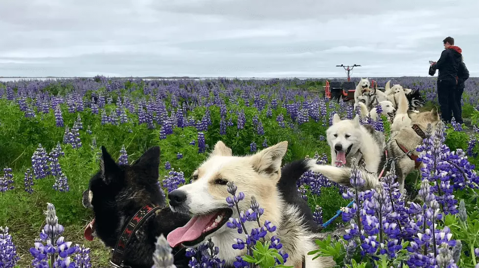 Ride on a dry land with dog sled across Iceland, from Reykjavík transfer included