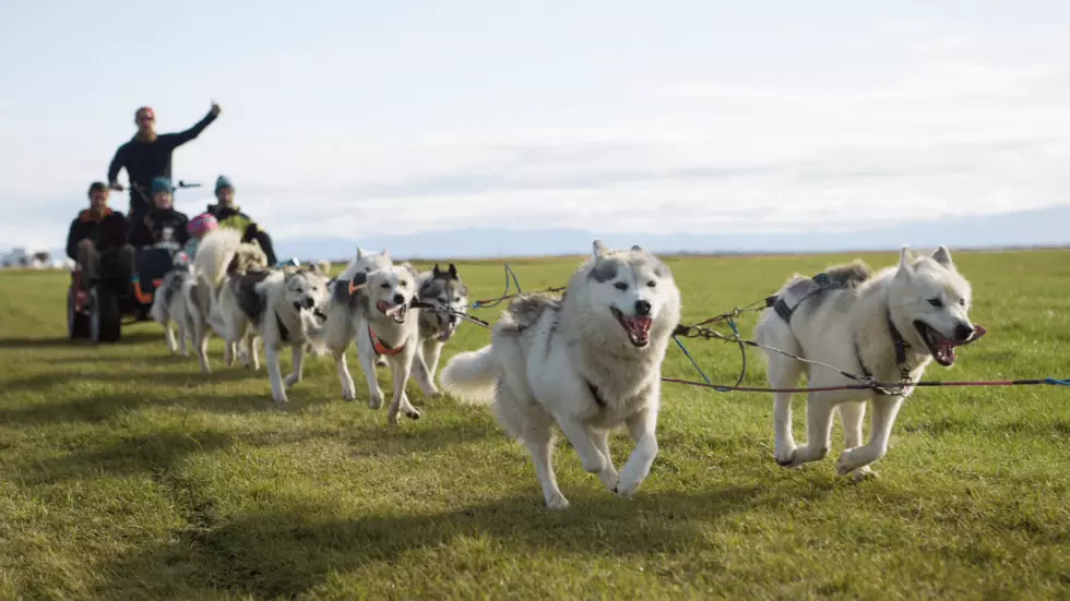 Ride on a dry land with dog sled across Iceland, from the farm