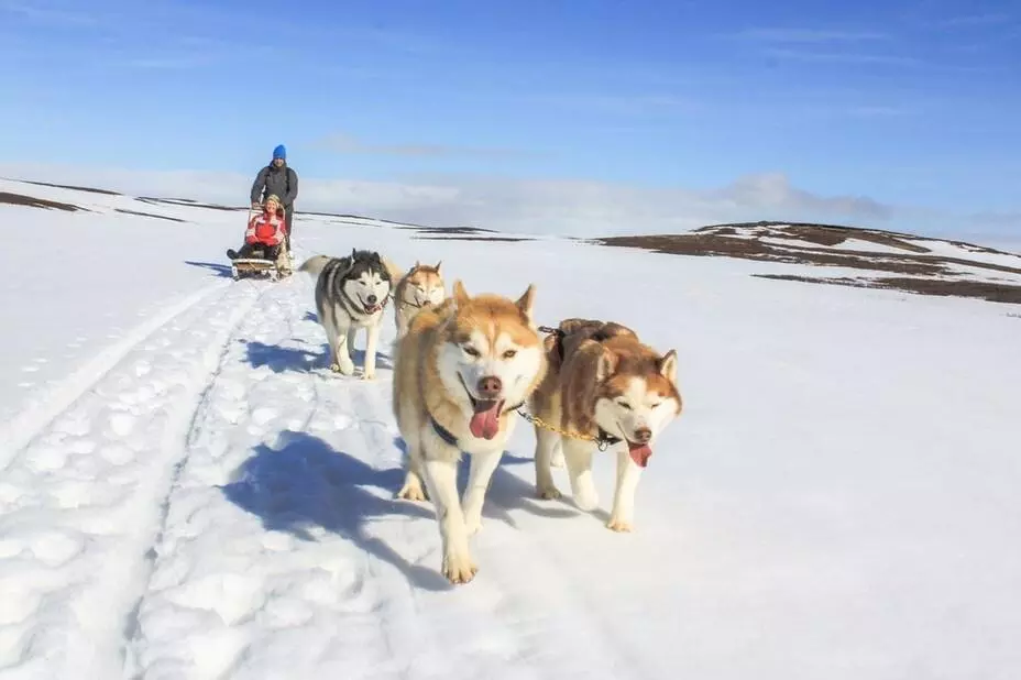 Dog sledding tour in Mývatn, North Iceland