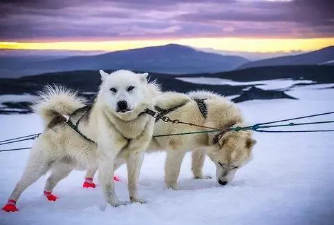 Ride on a snow - dog sled across Iceland, from Reykjavik