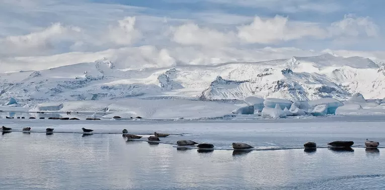 Zodiac speedboat tour on a glacier lagoon to see icebergs