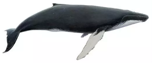 La ballena jorobada es una de las ballenas más comunes en Islandia
