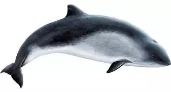 Las marsopas comunes son uno de los tipos de ballenas comunes en Islandia