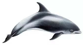 En Islandia puedes ver delfines de hocico blanco