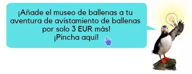 Avistamiento de ballenas con entrada al museo de ballenas