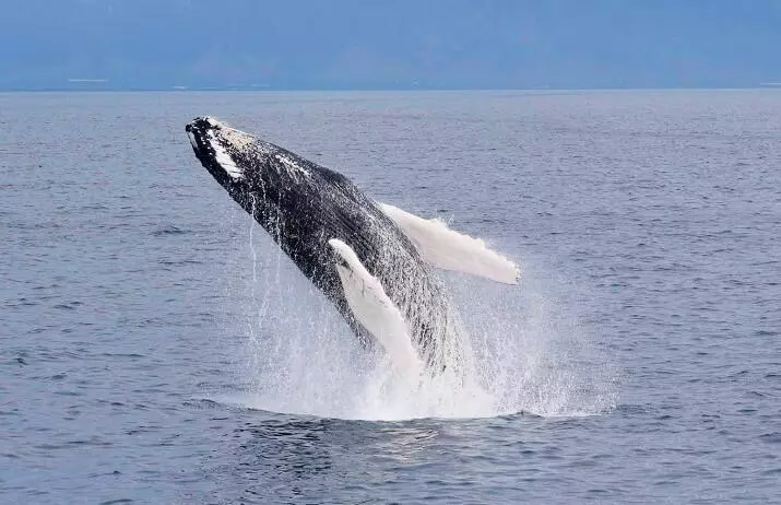 Avistamiento de ballenas el en barco desde Reykjavík