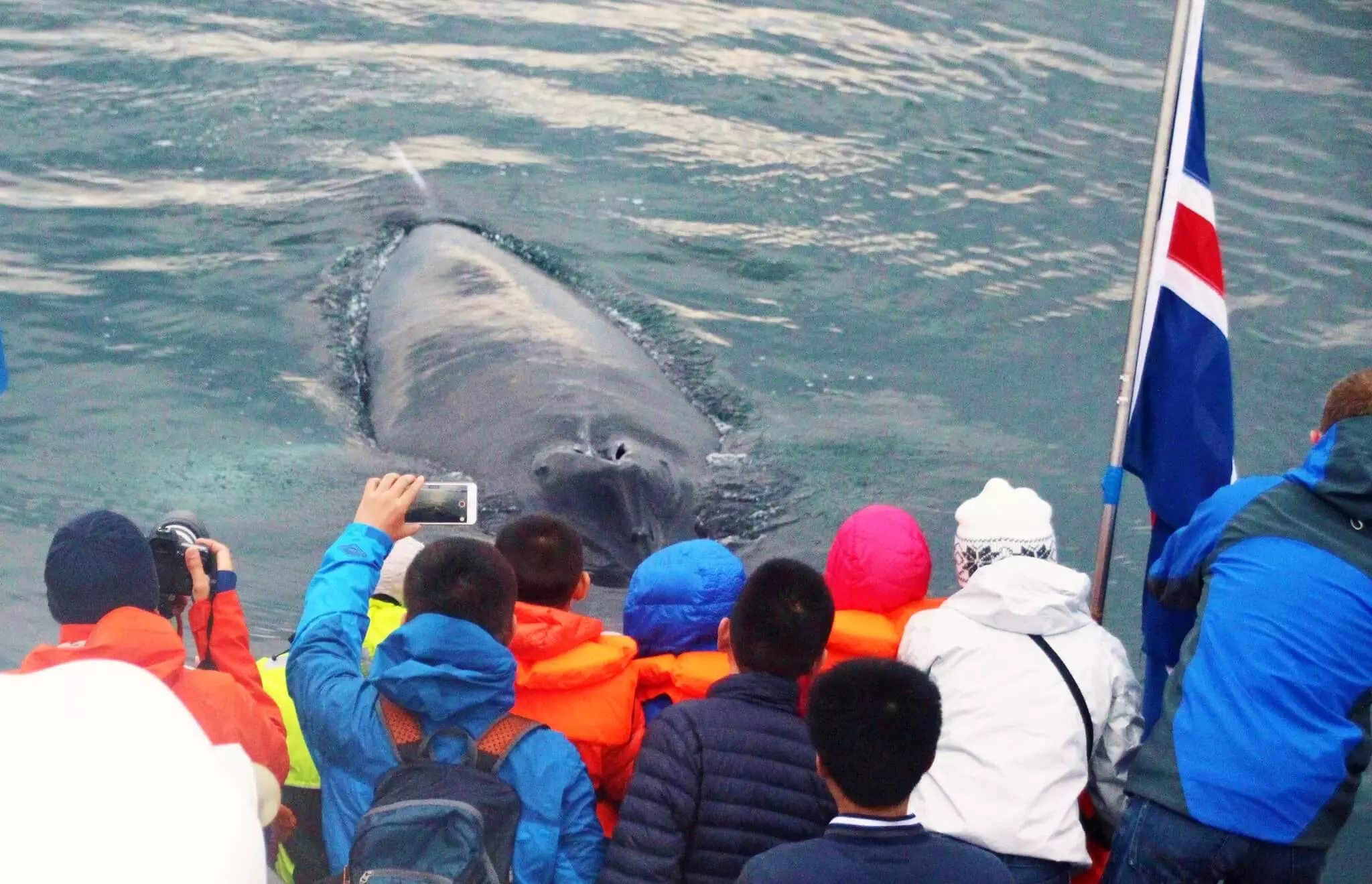 Avistamiento de ballenas en el barco desde Reykjavík