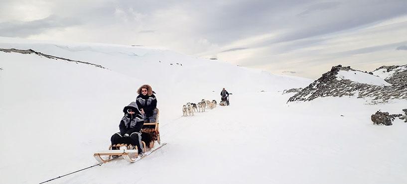 Dogs riding the sled in Mývatn, North Iceland