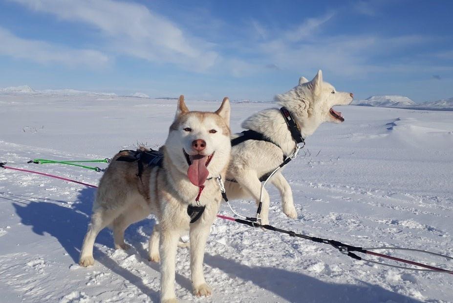 Excursión Trineo de perros en la nieve en Islandia