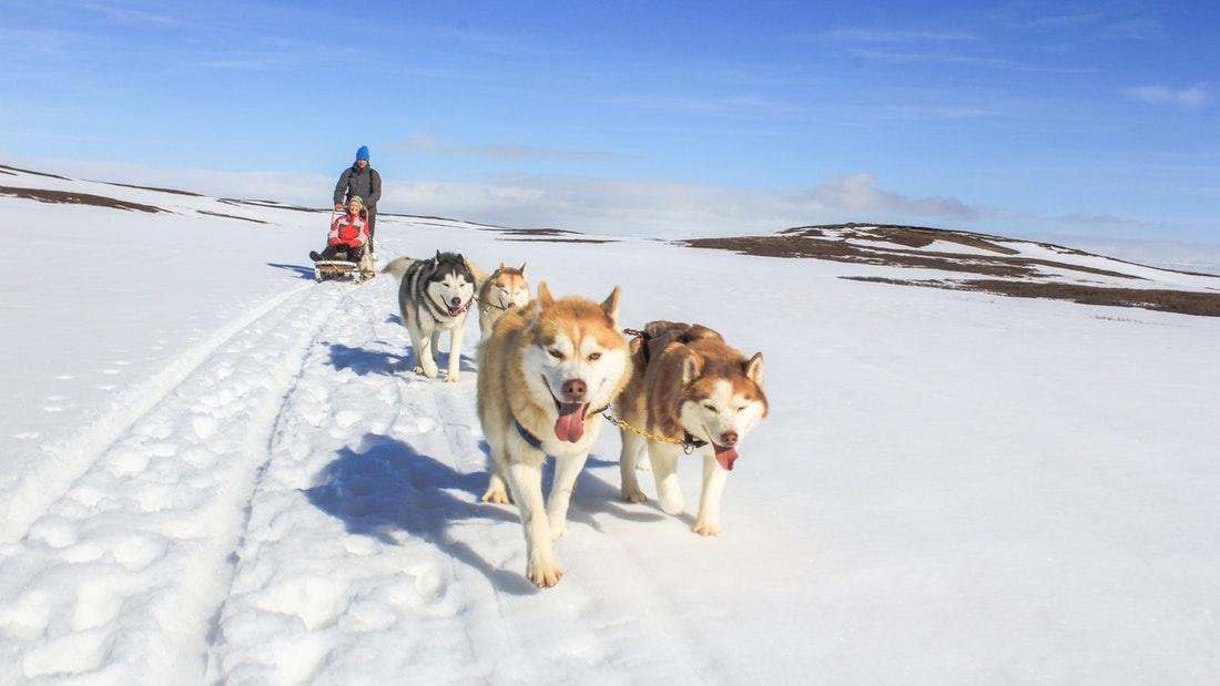 Dogsledding tour on snow in Mývatn, North Iceland