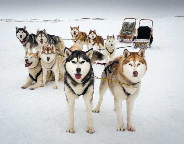 Trineo de perros en Mývatn en la nieve
