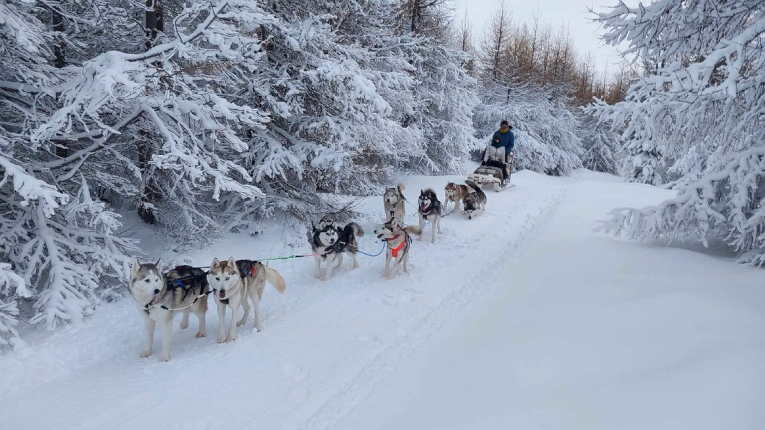 Excursión de trineo de perros en Islandia sobre nieve en paisaje abierto