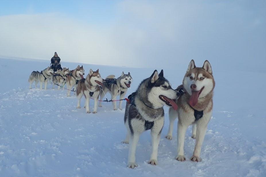 Trineo de perros en Mývatn en la nieve