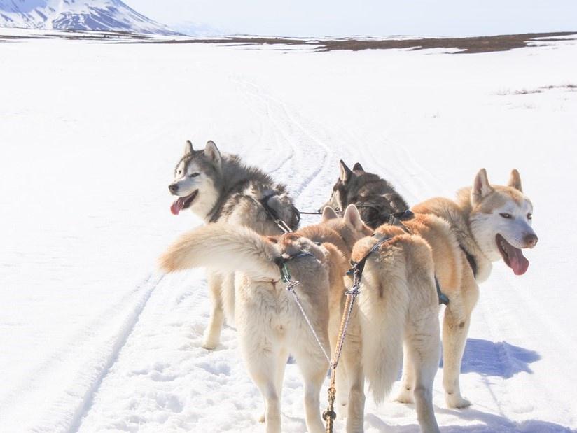 Dog sledding tour in North Iceland