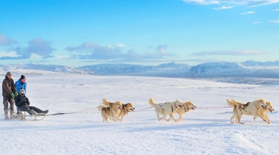 Excursión de trineo de perros en Islandia