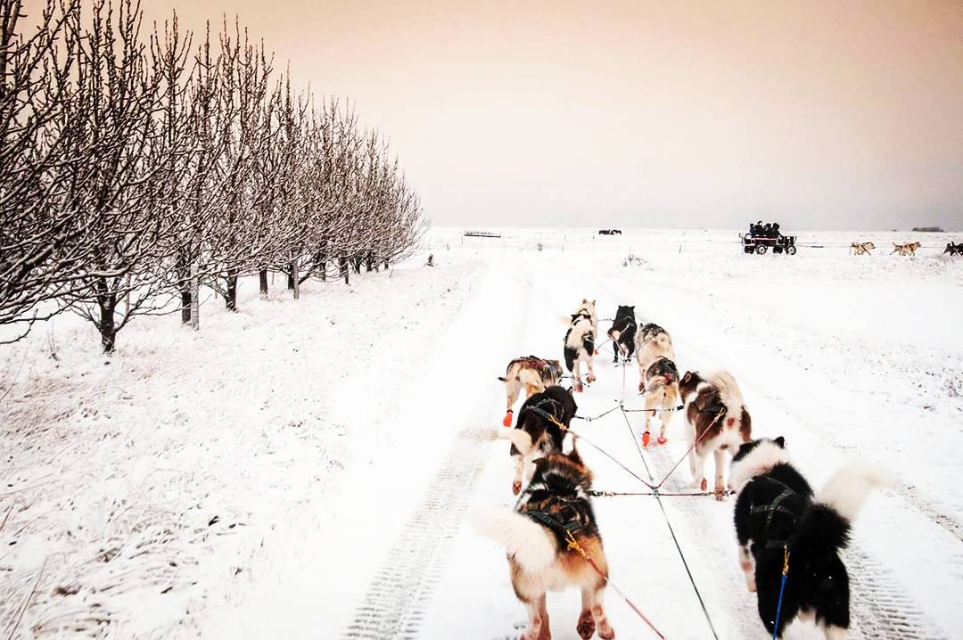 #dogsleddinginiceland was one of our favourite experiences last week #iceland #dogsledding #dogsleddingiceland #huskies #holm...