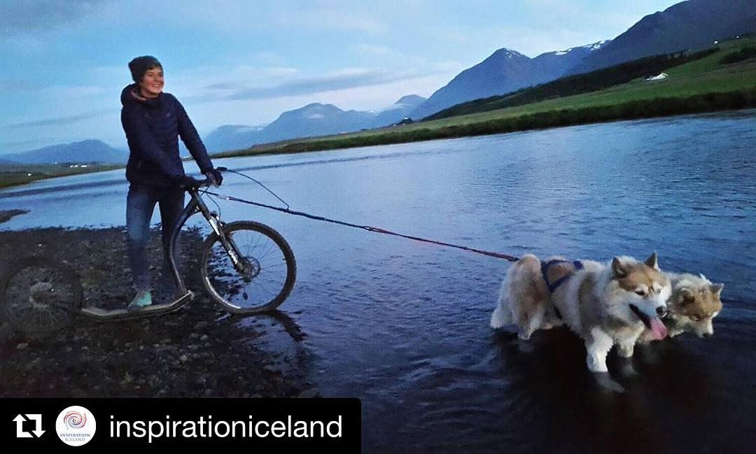 These happy #huskies are waiting for you in North Iceland!  Dogsledding in the winter ... dog scootering in the summer and fa...