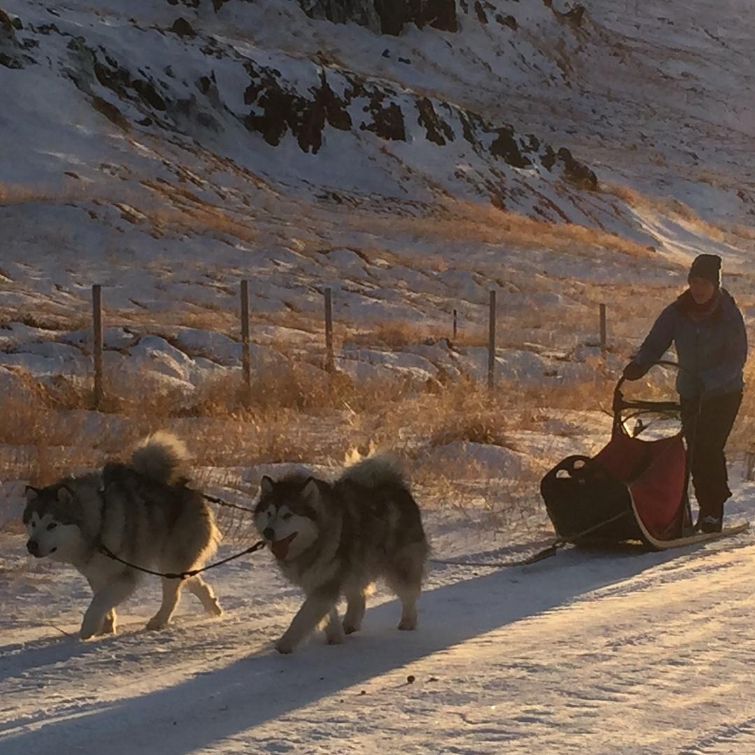 Sunshine Reggae & Digsledding in North Iceland! sun, sun, sun,....#akureyri #northiceland #knarrarberg #dogsledding #dogsledd...