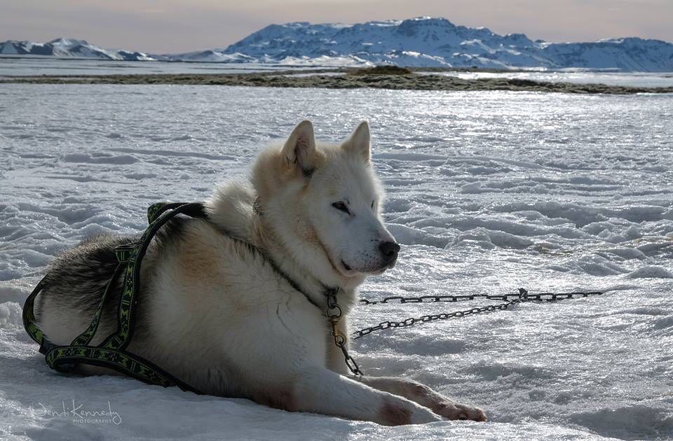 Advice From a Sled DogWork as a teamPull your weightBe warm heartedKeep moving forwardMush on!#dogsledding #iceland #dogsledd...