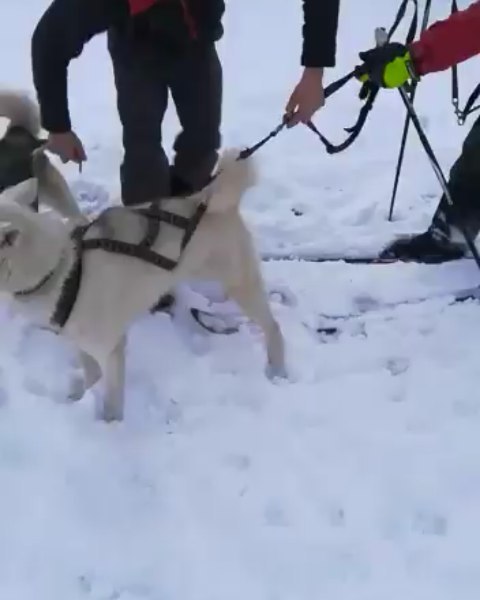 When you get excited by the first snow and can’t wait to practice.⠀.⠀.⠀The days off are always great fun at the kennel 🤪⠀.⠀.⠀...